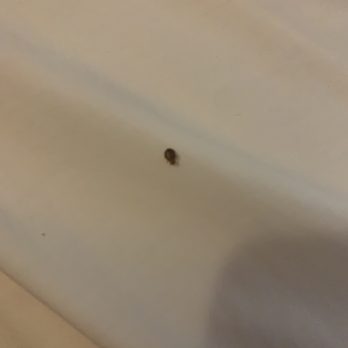 Days Inn by Wyndham Henryetta - Disgusting bed bugs this size and larger all over pillows and bedding - Hotels Near Me - Henryetta, Oklahoma Days Inn by Wyndham Henryetta - Disgusting bed bugs this size and larger all over pillows and bedding - Hotels Near Me - Henryetta, Oklahoma