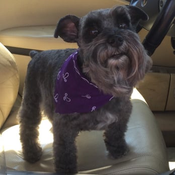 bonnie's dog & cat grooming