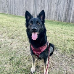 Perkins Road Pet Clinic - Pepper
