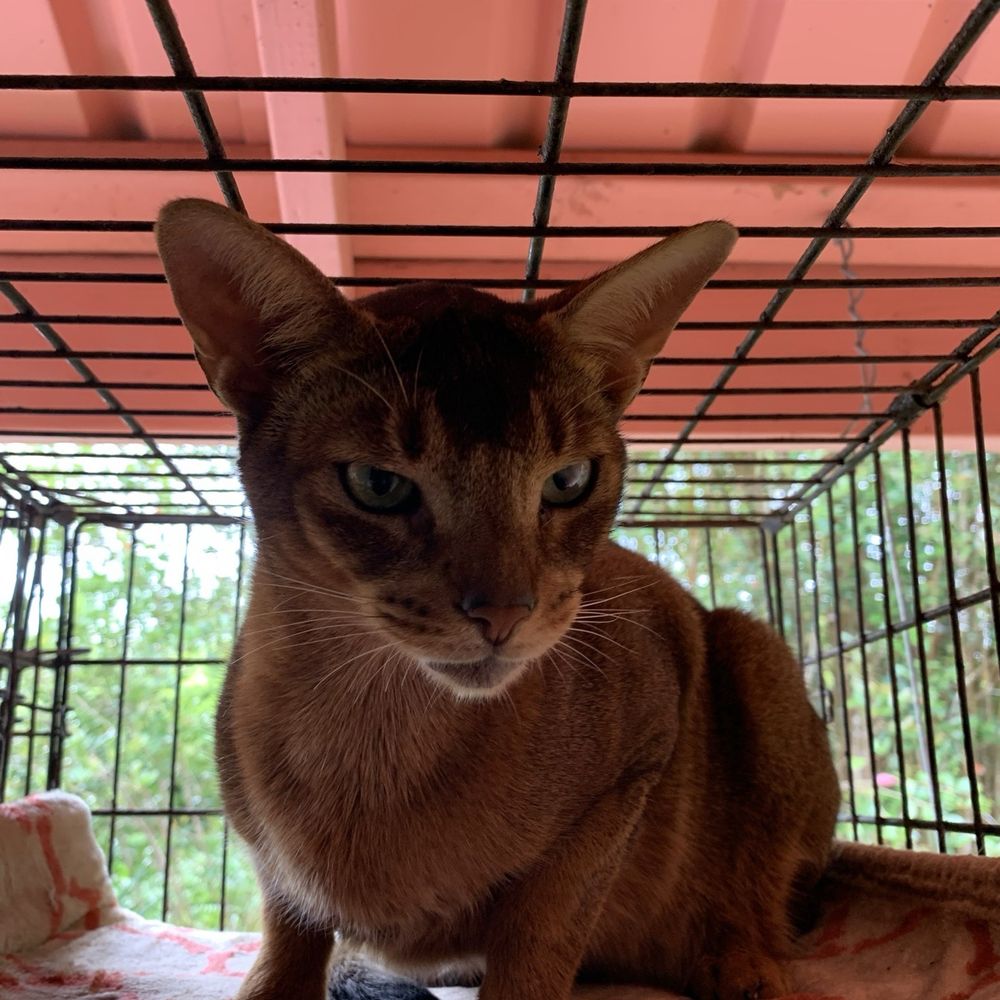 Madame's Cathouse - I love to come to Madames Cathouse! - Pet Boarding Near Me