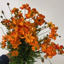 Orange County Wholesale Flowers - Orange cosmos