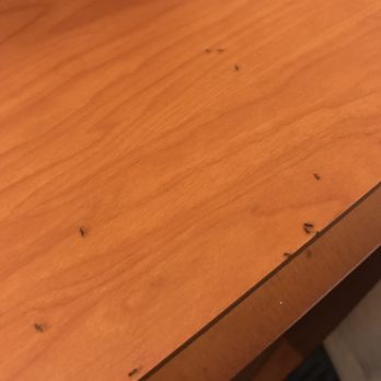 Fairfield Inn by Marriott Deptford - Ants all over the room - Hotels Near Me - Deptford, New Jersey Fairfield Inn by Marriott Deptford - Ants all over the room - Hotels Near Me - Deptford, New Jersey