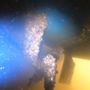 Photo of Barnacle Boys Dive