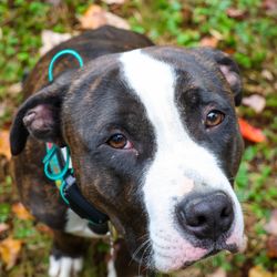 Albany / Saratoga Dog Trainers: Off Leash K9 Training