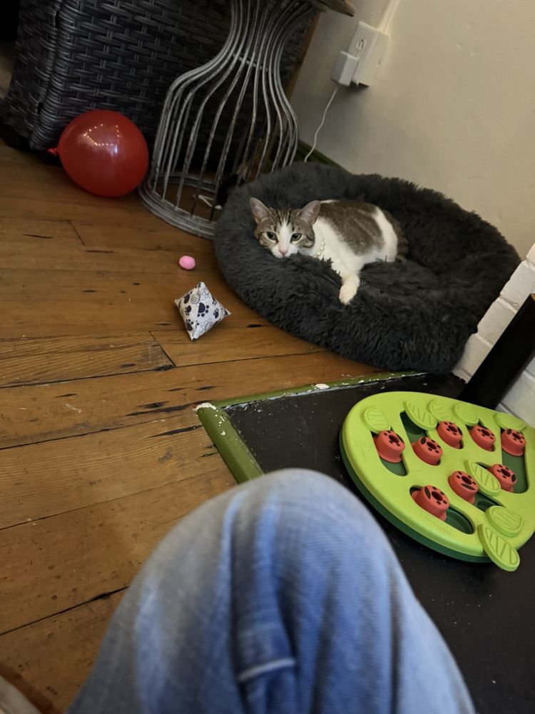 Entangled Cat Cafe Logo
