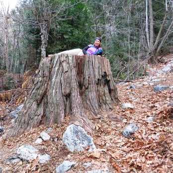 Sugarloaf Peak - Mighty big trunk. - Hiking Near Me