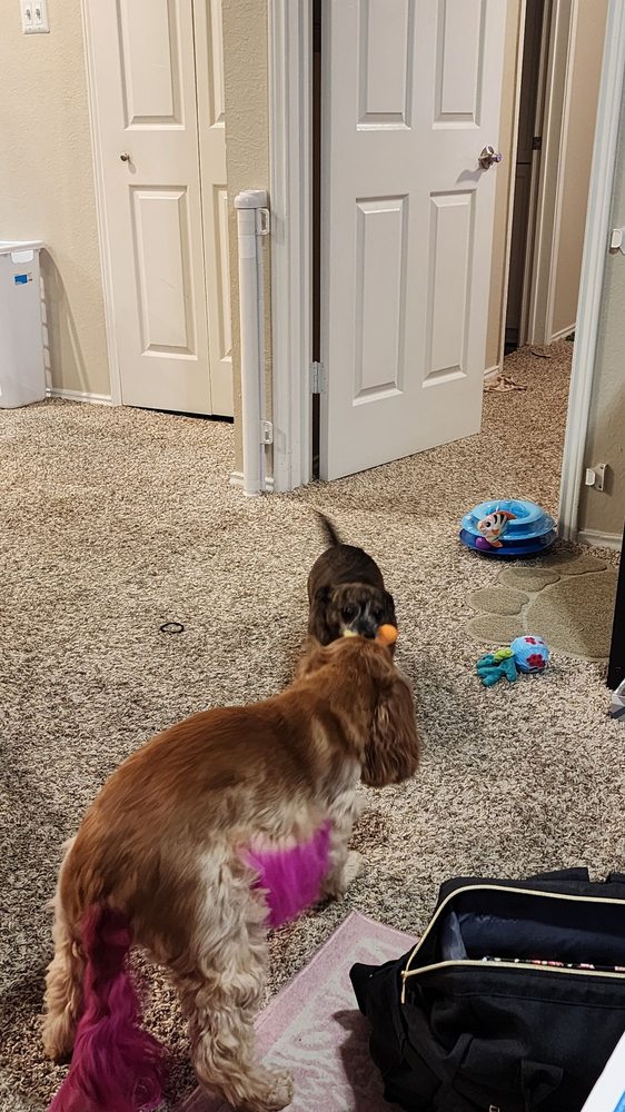 DFW PET SITTING SERVICES Updated September 2024 14 Photos & 28