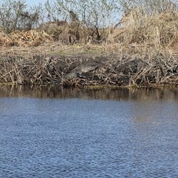 Central Florida Airboat Tours - Alligator
