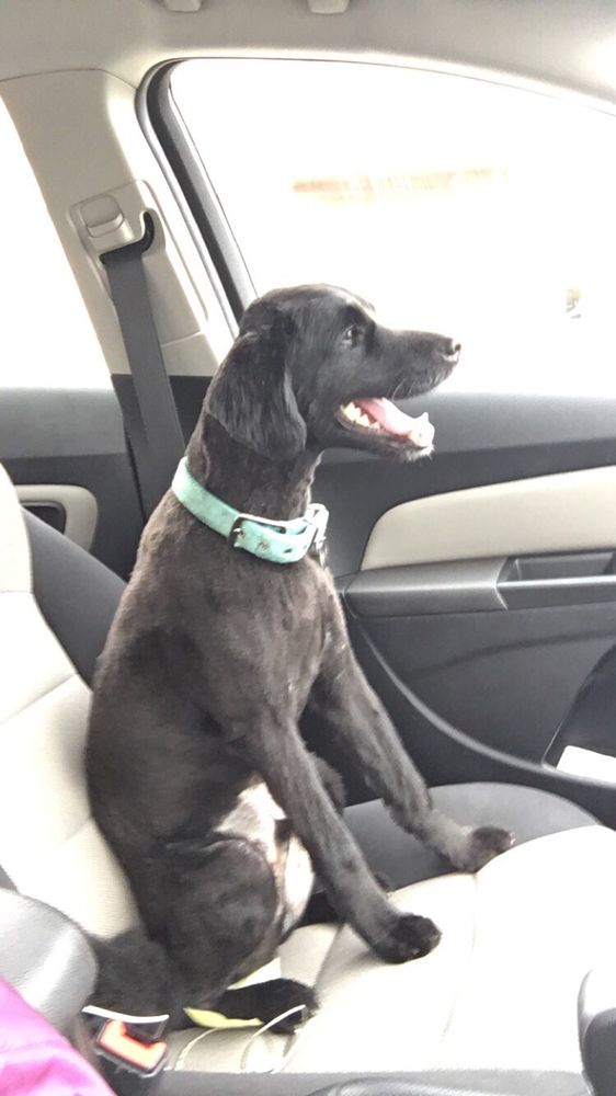 Linda's Camp K9 Image