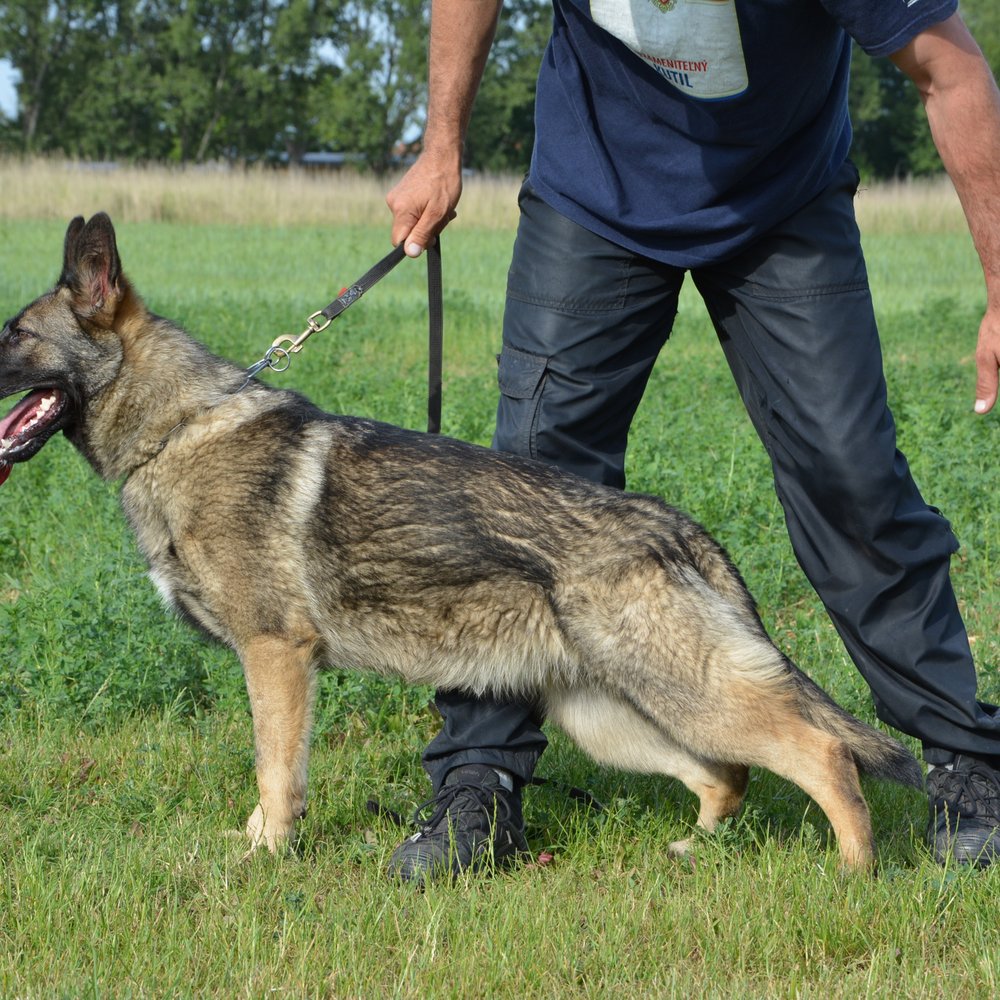 K9 Denver - Pet Training Near Me - Denver, Colorado K9 Denver - Pet Training Near Me - Denver, Colorado