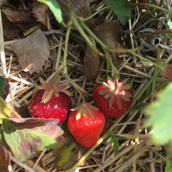 Sunnycrest Farm - Strawberry harvest time! - Fruits & Veggies Near Me - Londonderry, New Hampshire Sunnycrest Farm - Strawberry harvest time! - Fruits & Veggies Near Me - Londonderry, New Hampshire