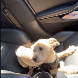 Doggie Shine Mobile Pet Spa