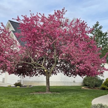The Davey Tree Expert Company - Though a bit bruised, my tree stands strong--and beautiful--once more. Thank you Davey Tree. - Tree Services Near Me - Milford, Ohio The Davey Tree Expert Company - Though a bit bruised, my tree stands strong--and beautiful--once more. Thank you Davey Tree. - Tree Services Near Me - Milford, Ohio