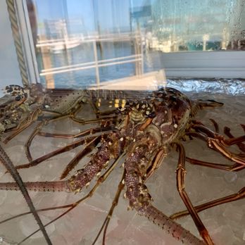 Keys Fisheries - Florida lobster - Seafood Markets Near Me - Marathon, Florida Keys Fisheries - Florida lobster - Seafood Markets Near Me - Marathon, Florida