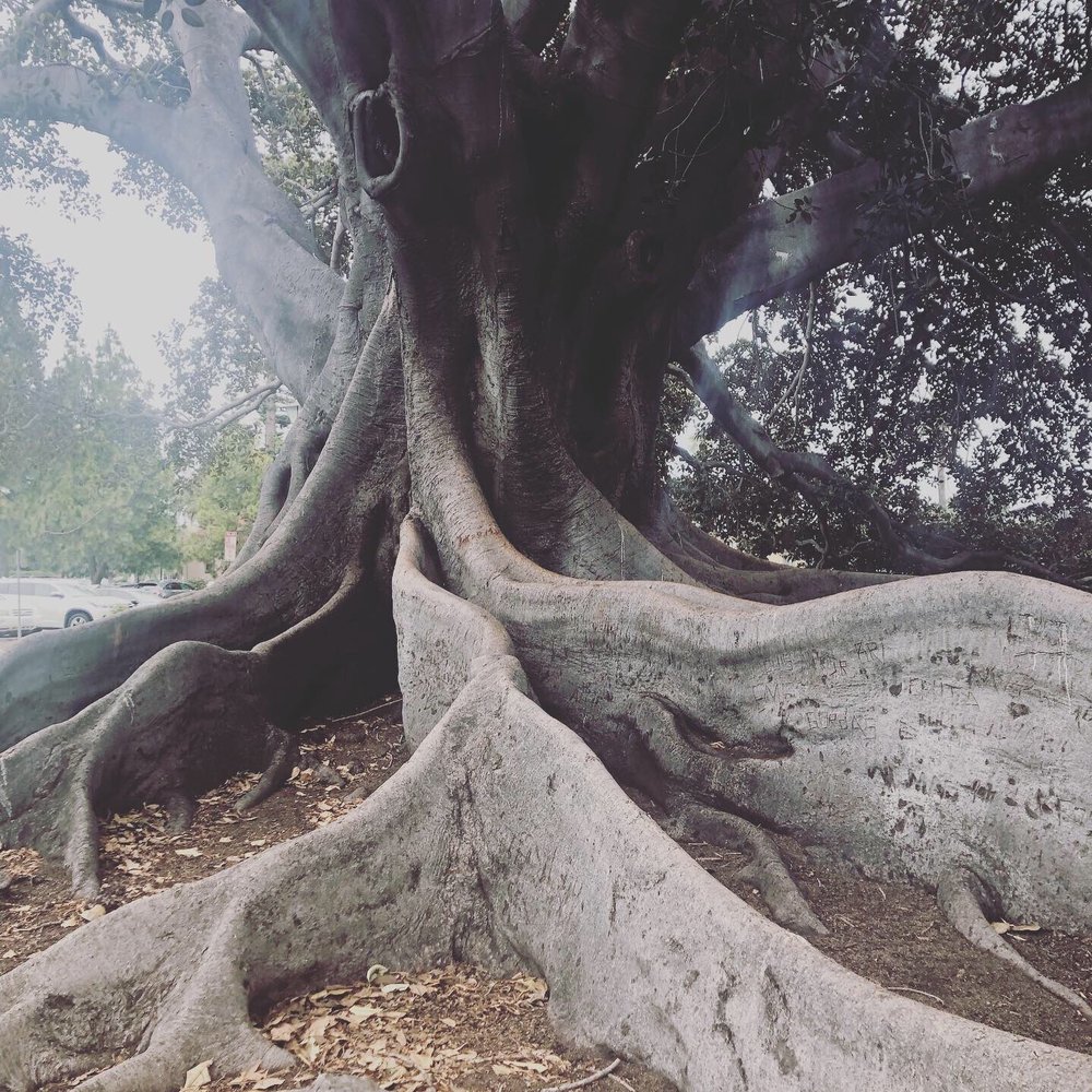 Moreton Bay Fig Tree Park - Parks Near Me - Santa Barbara, California Moreton Bay Fig Tree Park - Parks Near Me - Santa Barbara, California