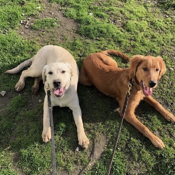 Shamrock Ranch Kennels & Stables - Our dog and his new friend - Pet Training Near Me - Pacifica, California Shamrock Ranch Kennels & Stables - Our dog and his new friend - Pet Training Near Me - Pacifica, California