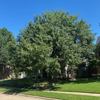 Elite Tree Service - Before- large red oak - Tree Services Near Me Elite Tree Service - Before- large red oak - Tree Services Near Me