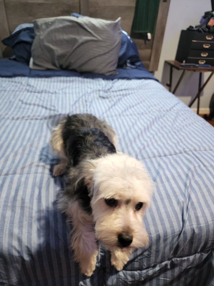 NESSA’S AFFORDABLE GROOMING Updated July 2024 15 Photos Newport