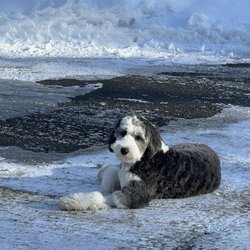 JM Pet Resort & Veterinary Clinic - My pup
