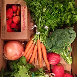 Blosser Urban Garden - Today's CSA box: carrots with tops, apples, white onion, bunched spinach, strawberries, broccoli, and cilantro.