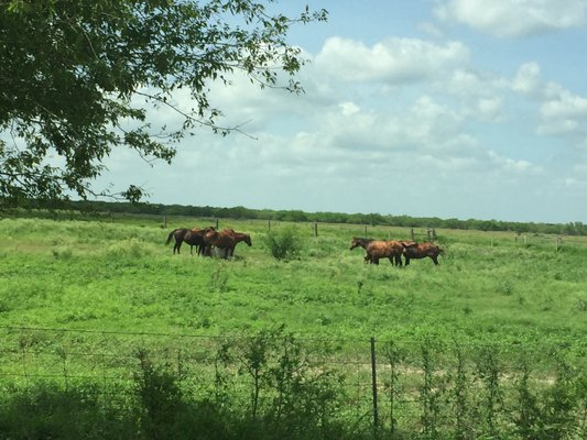 King Ranch by null
