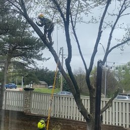 Tree trimming