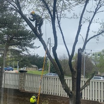 Peña's Tree Services - Tree trimming - Tree Services Near Me Peña's Tree Services - Tree trimming - Tree Services Near Me