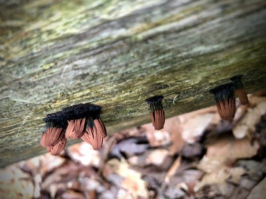 Cascade Springs Nature Preserve by null