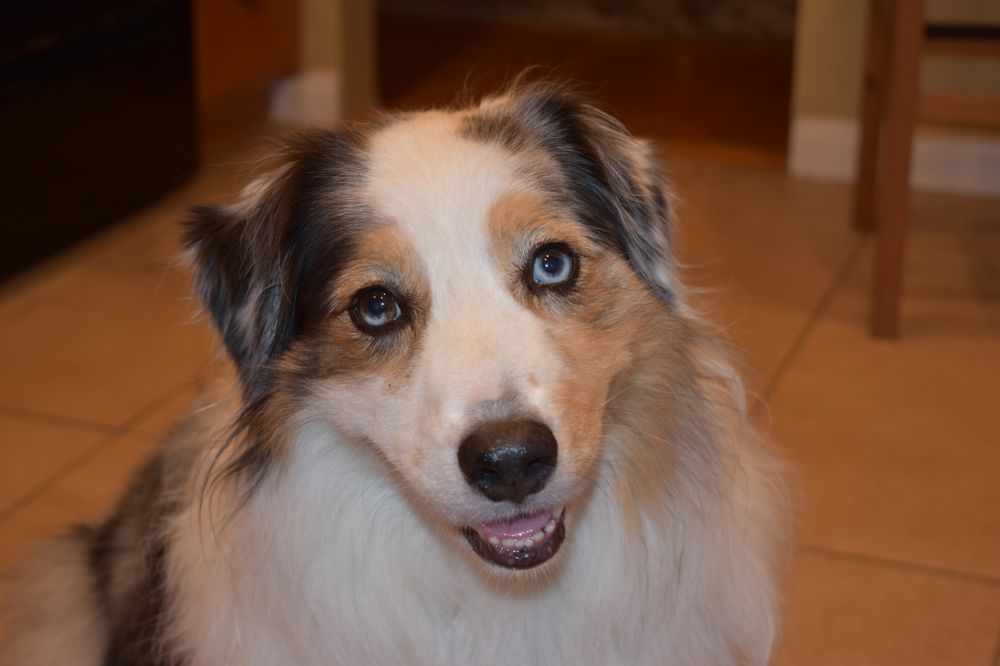 FETCH! PET CARE Updated August 2024 99 Photos & 116 Reviews 1014