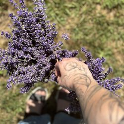 Loblolly Lavender Farm