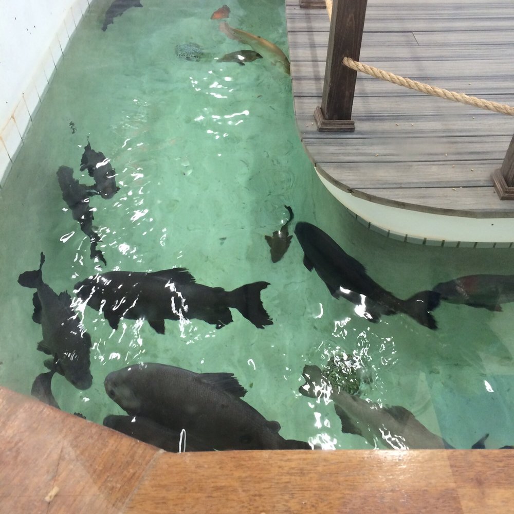 Pet Kraze - Coy fish :) - Pet Stores Near Me - Wilmington, Delaware
