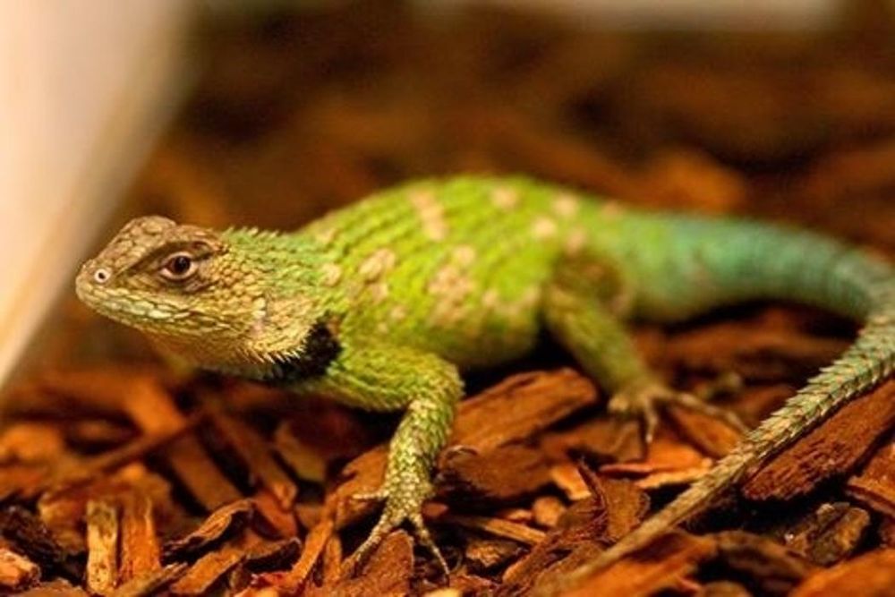 PETCULTURE Updated August 2024 105 Photos 492 Edinburgh Road S