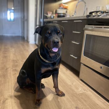 Pet Masters Academy - This is my dog Cash - Pet Boarding Near Me Pet Masters Academy - This is my dog Cash - Pet Boarding Near Me