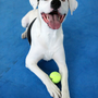 Photo of Grace Dog Training & Behavior