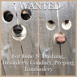 Patriot Pet Services - Have you seen these masked dogs?