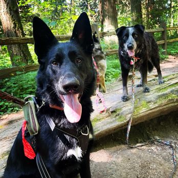 K9 Kavalry - A few dogs with my service dog out on a walk with one of the many amazing trainers that K9 Kavalry has. - Community Service/Non-Profit Near Me - Woodland, Washington K9 Kavalry - A few dogs with my service dog out on a walk with one of the many amazing trainers that K9 Kavalry has. - Community Service/Non-Profit Near Me - Woodland, Washington