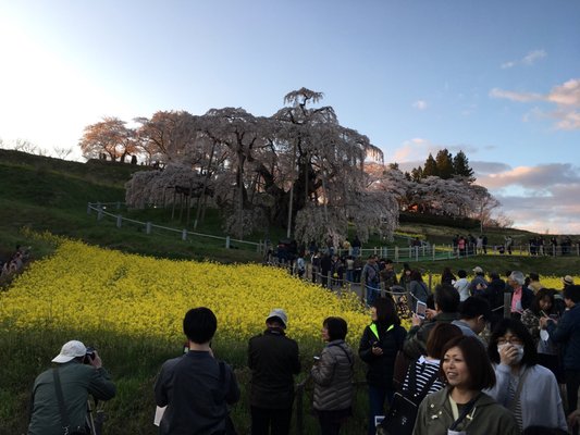 Miharu Takizakura by null