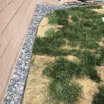 Landscape Creations - The dogs must pee in a straight line skip a spot and run the edge. Curious how this is the only section with such precision. - Irrigation Near Me - Las Vegas, Nevada Landscape Creations - The dogs must pee in a straight line skip a spot and run the edge. Curious how this is the only section with such precision. - Irrigation Near Me - Las Vegas, Nevada