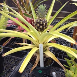 Yellow Springs Botanicals - The pineapple plant I mentioned. They also have really nice lime trees.