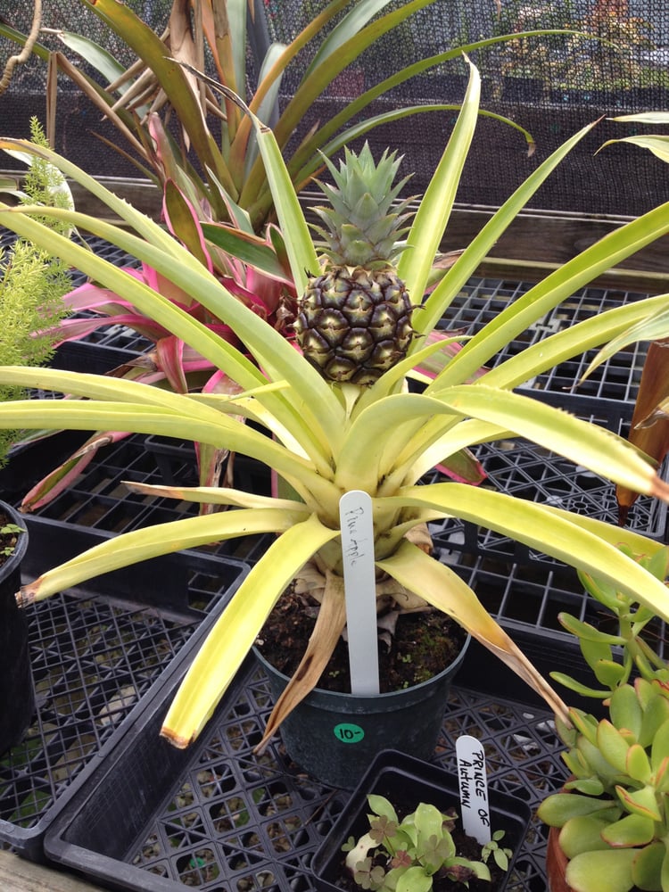 YELLOW SPRINGS BOTANICALS Updated September 2024 12 Photos 4550