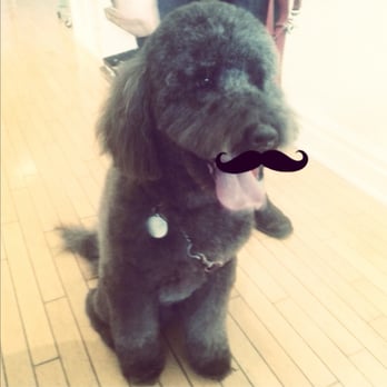 DigginTheDog - Some of our favourite pups put on their Muttstaches for a picture while kindly donating to our Movember fund. - Pet Groomers Near Me - Toronto, Ontario