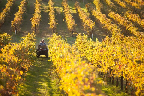 Bokisch Vineyards by null