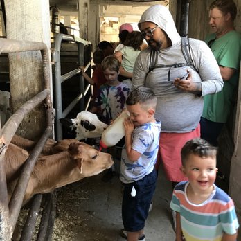 Old Windmill Farm - Baby bovines!! - Attraction Farms Near Me - Ronks, Pennsylvania Old Windmill Farm - Baby bovines!! - Attraction Farms Near Me - Ronks, Pennsylvania