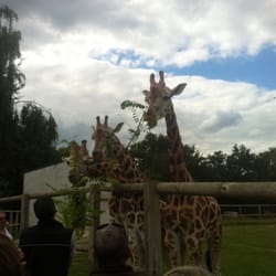 Natur'Zoo de Mervent - Nourrissage des girafes par le soigneur.