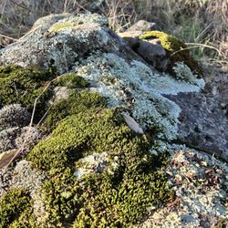 Three Bridges Oak Preserve - Moss and lichen side by side