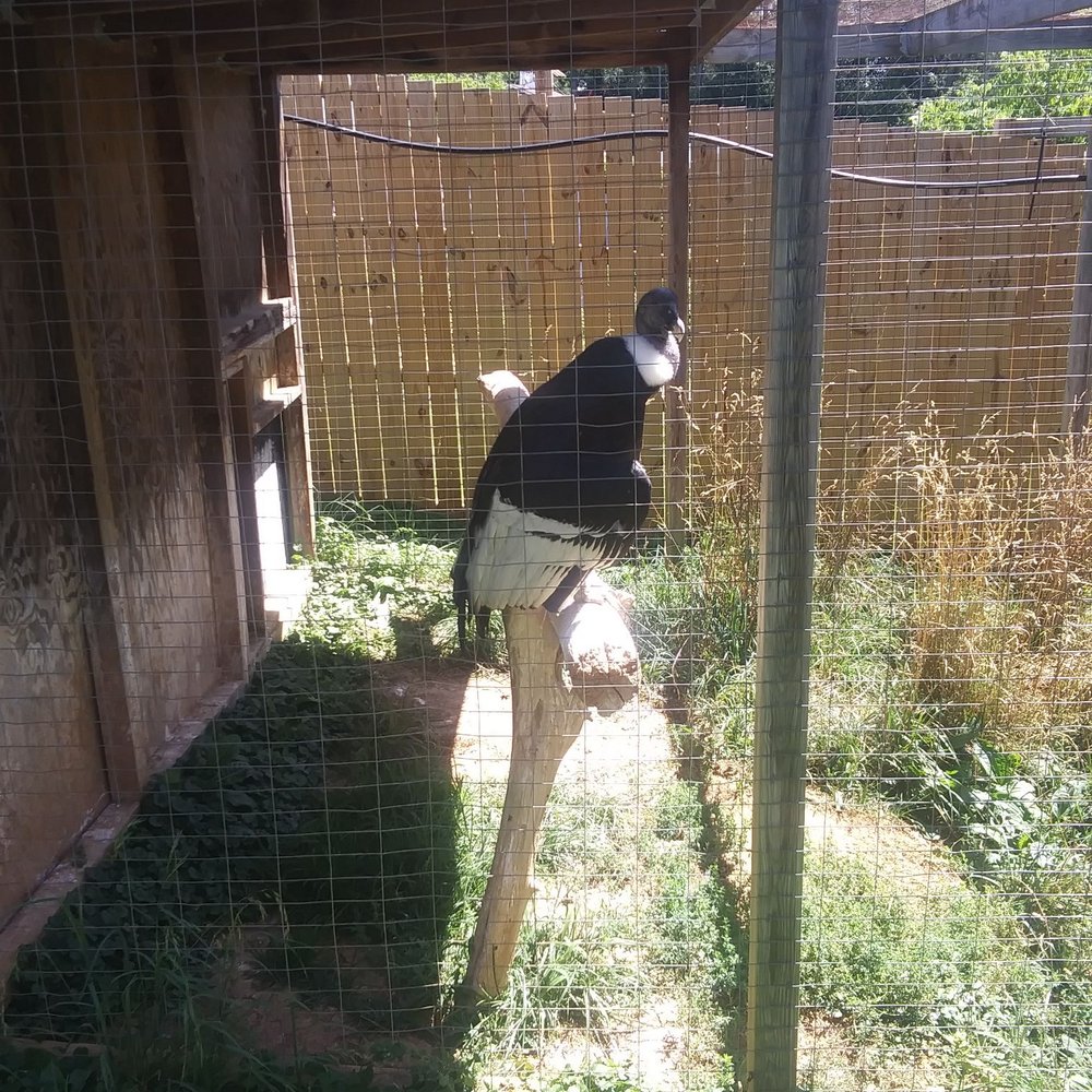Luray Zoo - Zoos Near Me - Luray, Virginia