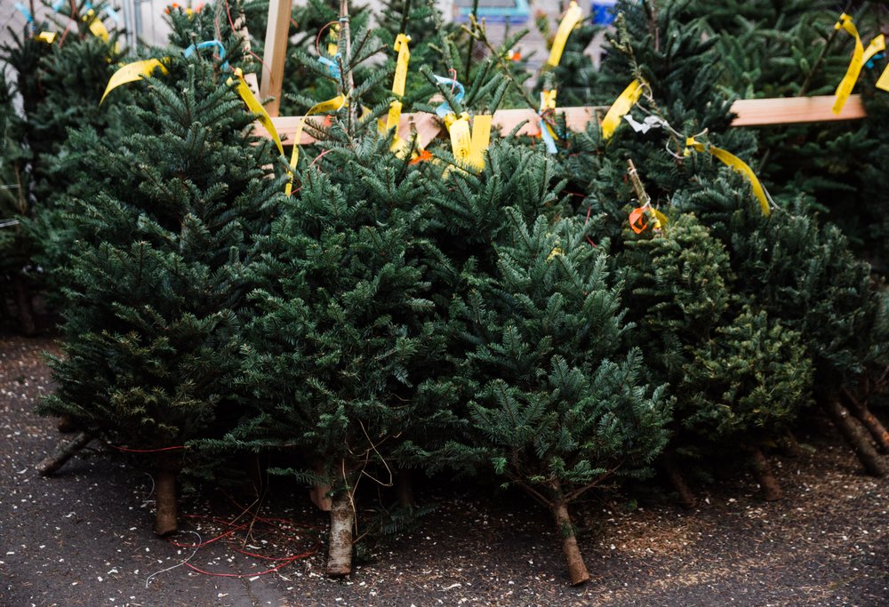 CLOSED L’ARCHE PORTLAND CHRISTMAS TREE SALE TEMP. CLOSED Updated