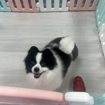 Ipet Grooming & Boarding - Pet Groomers Near Me - Dublin, California