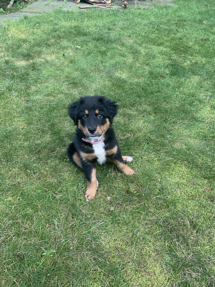 BRONX COUNTY ANIMAL HOSPITAL 16 Reviews 988B Morris Park Ave, Bronx