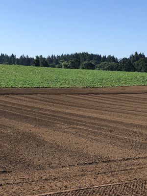 Douglas Farm on Sauvie Island, OR by null
